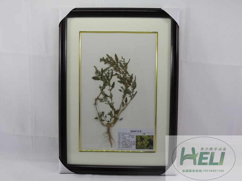 植物干制標本農(nóng)田雜草標本-小藜