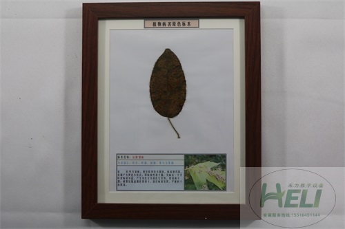 園林果樹(shù)病害原色教學(xué)標(biāo)本-山楂銹病